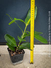 Ficus Microcarpa Smile, organically grown plants for sale at TOMs FLOWer CLUB.