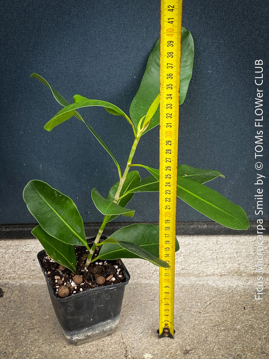 Ficus Microcarpa Smile, organically grown plants for sale at TOMs FLOWer CLUB.