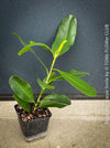 Ficus Microcarpa Smile, organically grown plants for sale at TOMs FLOWer CLUB.