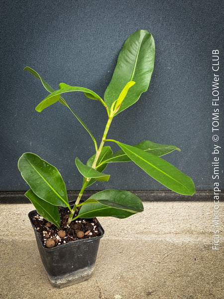 Ficus Microcarpa Smile, organically grown plants for sale at TOMs FLOWer CLUB.