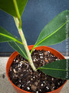 Ficus Microcarpa Smile, organically grown plants for sale at TOMs FLOWer CLUB.