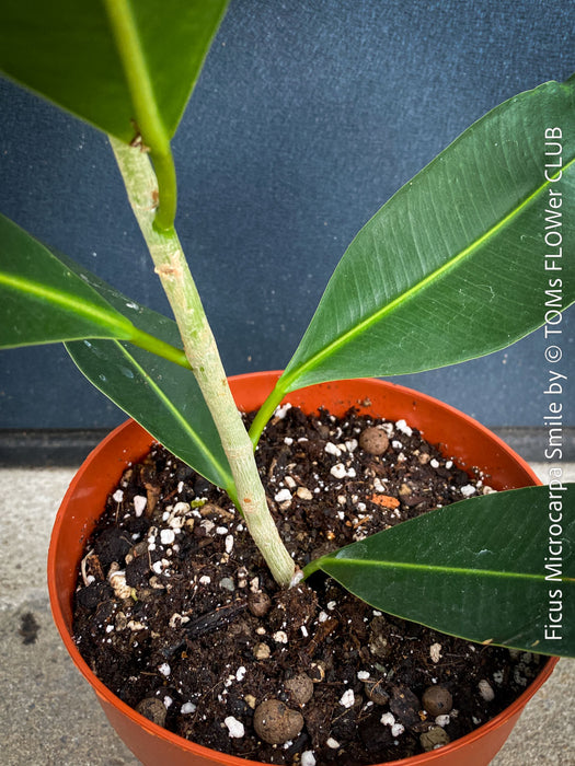 Ficus Microcarpa Smile, organically grown plants for sale at TOMs FLOWer CLUB.