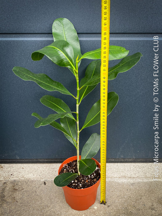 Ficus Microcarpa Smile, organically grown plants for sale at TOMs FLOWer CLUB.