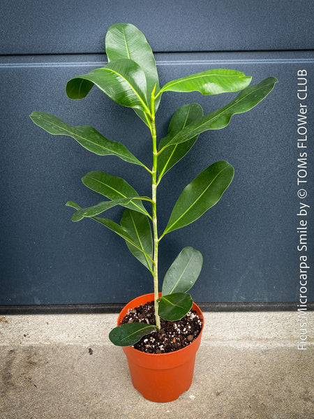 Ficus Microcarpa Smile, organically grown plants for sale at TOMs FLOWer CLUB.