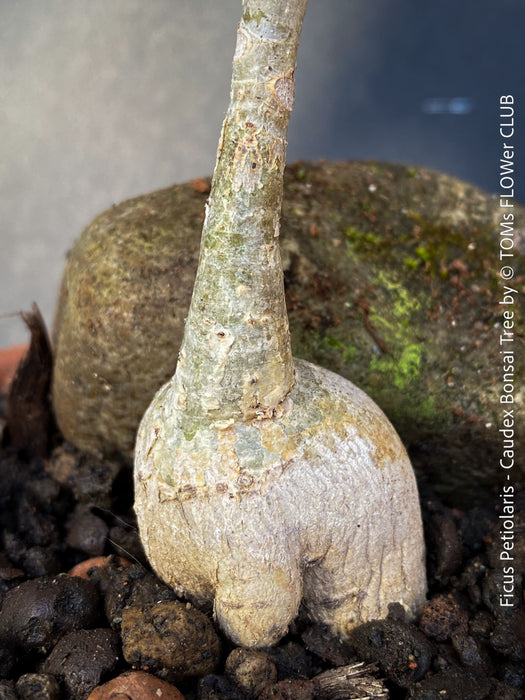 Ficus Petiolaris, stone fig, caudex, Bonsai tree, organically grown plants for sale at TOMs FLOWer CLUB.