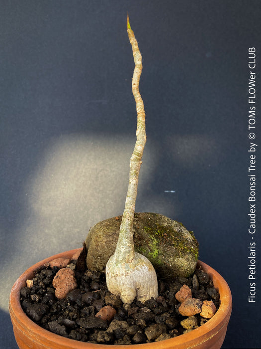 Ficus Petiolaris, stone fig, caudex, Bonsai tree, organically grown plants for sale at TOMs FLOWer CLUB.