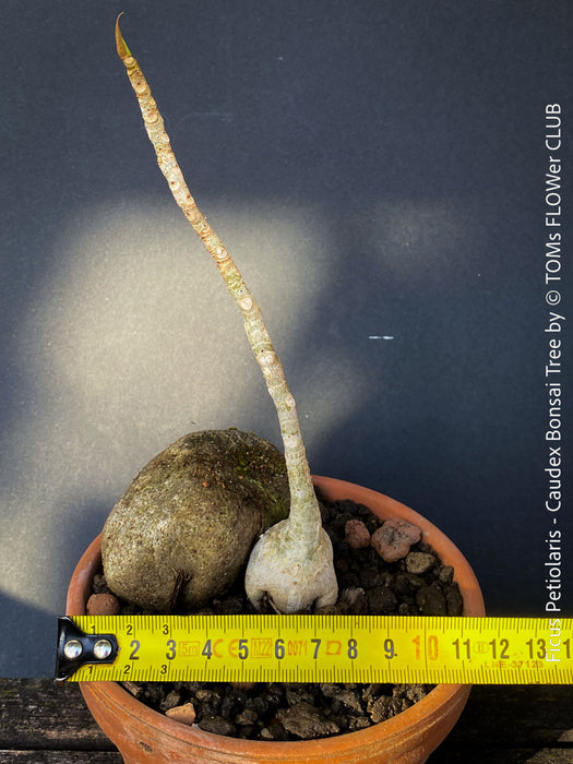 Ficus Petiolaris, stone fig, caudex, Bonsai tree, organically grown plants for sale at TOMs FLOWer CLUB.