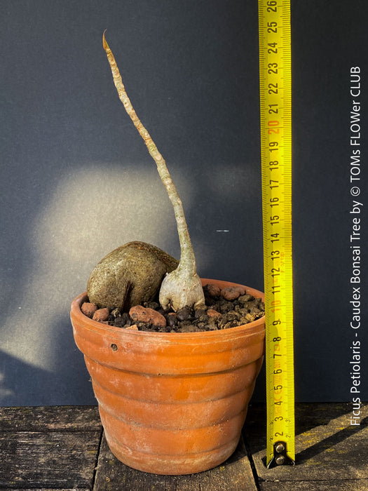 Ficus Petiolaris, stone fig, caudex, Bonsai tree, organically grown plants for sale at TOMs FLOWer CLUB.