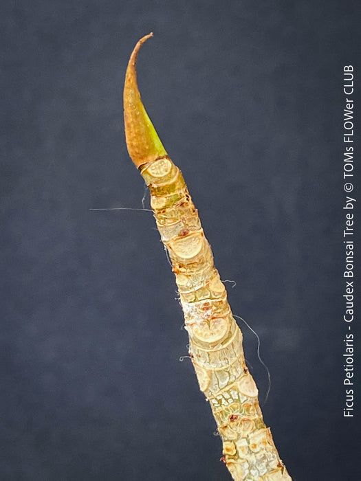 Ficus Petiolaris, stone fig, caudex, Bonsai tree, organically grown plants for sale at TOMs FLOWer CLUB.
