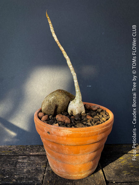 Ficus Petiolaris, stone fig, caudex, Bonsai tree, organically grown plants for sale at TOMs FLOWer CLUB.