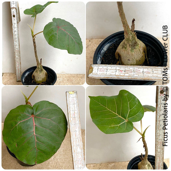 Ficus Petiolaris, organically grown plants for sale at TOMs FLOWer CLUB. 