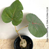 Ficus Petiolaris, organically grown plants for sale at TOMs FLOWer CLUB. 