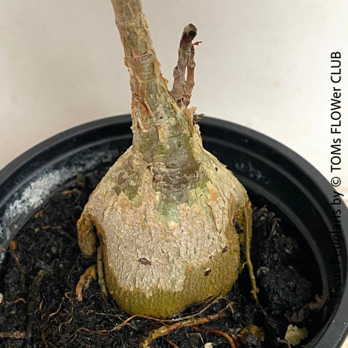 Ficus Petiolaris, organically grown plants for sale at TOMs FLOWer CLUB. 