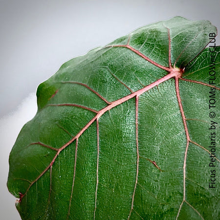 Ficus Petiolaris, organically grown plants for sale at TOMs FLOWer CLUB. 