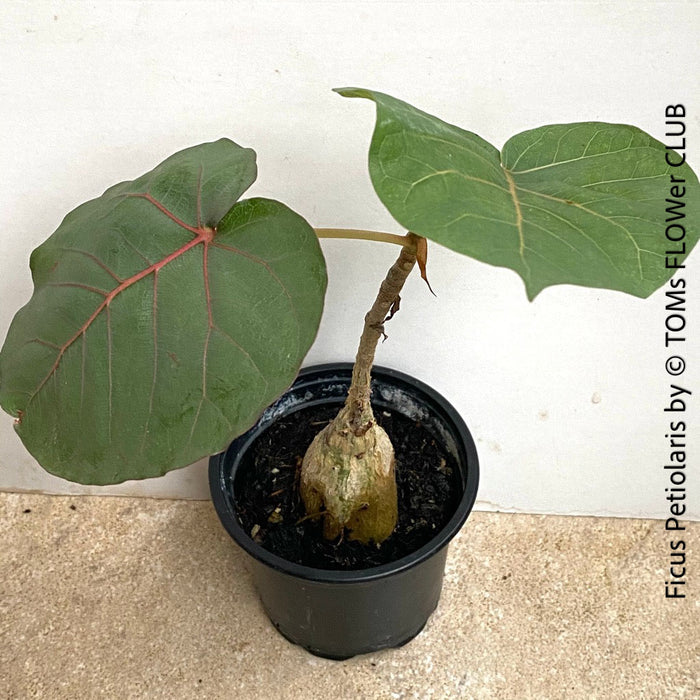 Ficus Petiolaris, organically grown plants for sale at TOMs FLOWer CLUB. 