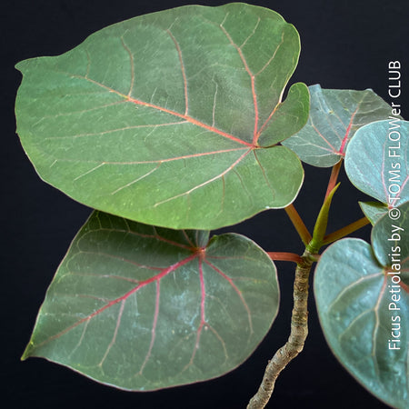 Ficus Petiolaris, stone fig, caudex, Bonsai tree, organically grown plants for sale at TOMs FLOWer CLUB.