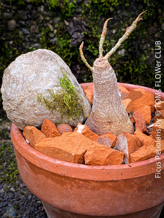 Ficus Petiolaris, stone fig, Bonsai tree, organically grown plants for sale at TOMs FLOWer CLUB.