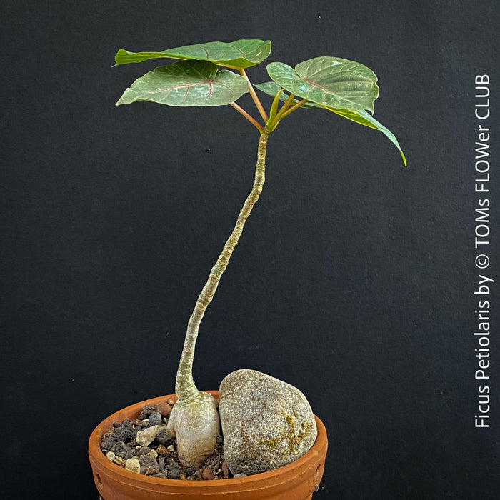 Ficus Petiolaris, stone fig, caudex, Bonsai tree, organically grown plants for sale at TOMs FLOWer CLUB.