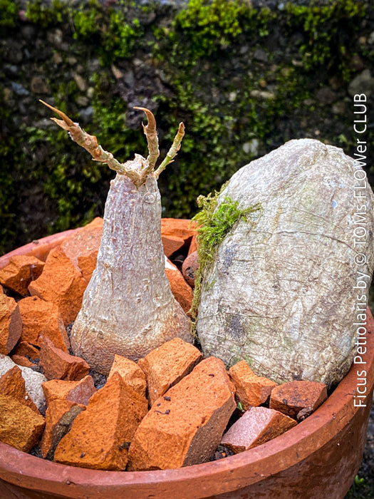 Ficus Petiolaris, stone fig, Bonsai tree, organically grown plants for sale at TOMs FLOWer CLUB.