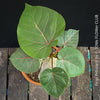 Ficus Petiolaris, stone fig, caudex, Bonsai tree, organically grown plants for sale at TOMs FLOWer CLUB.