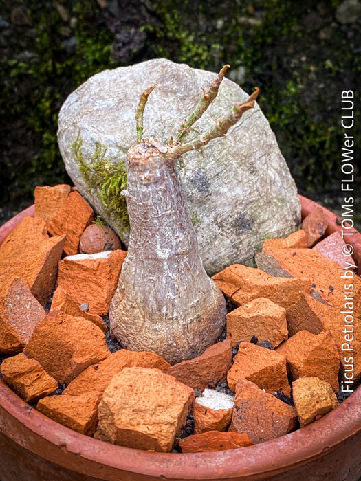 Ficus Petiolaris, stone fig, Bonsai tree, organically grown plants for sale at TOMs FLOWer CLUB.