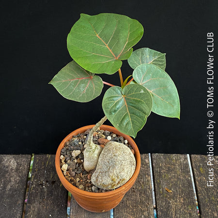 Ficus Petiolaris, stone fig, caudex, Bonsai tree, organically grown plants for sale at TOMs FLOWer CLUB.