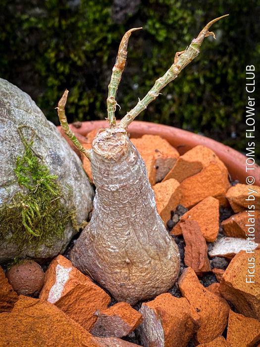 Ficus Petiolaris, stone fig, Bonsai tree, organically grown plants for sale at TOMs FLOWer CLUB.