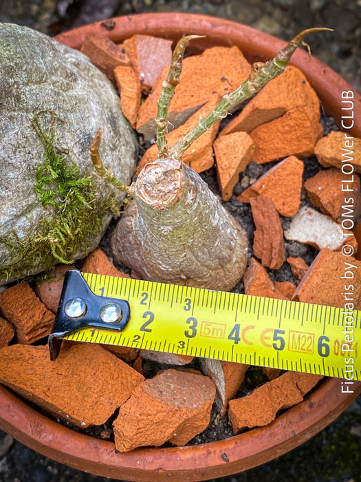 Ficus Petiolaris, stone fig, Bonsai tree, organically grown plants for sale at TOMs FLOWer CLUB.