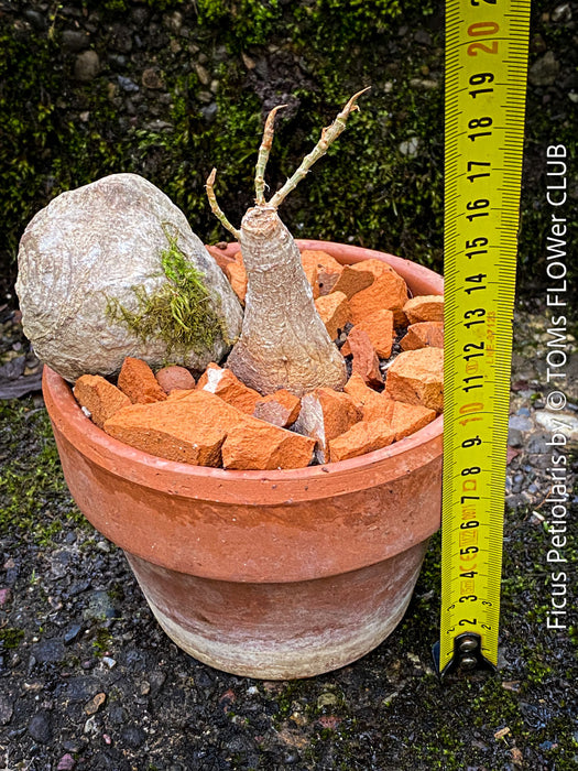 Ficus Petiolaris, stone fig, Bonsai tree, organically grown plants for sale at TOMs FLOWer CLUB.