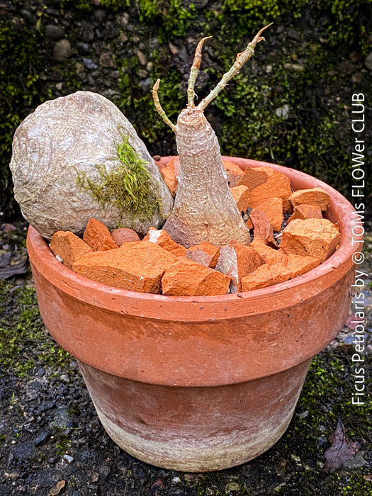 Ficus Petiolaris, stone fig, Bonsai tree, organically grown plants for sale at TOMs FLOWer CLUB.