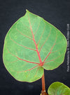 Leaf detail of Ficus Petiolaris, stone fig, caudex, Bonsai tree, organically grown plants for sale at TOMs FLOWer CLUB.