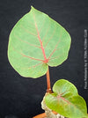 Heart formed leaf of Ficus Petiolaris, stone fig, caudex, Bonsai tree, organically grown plants for sale at TOMs FLOWer CLUB.