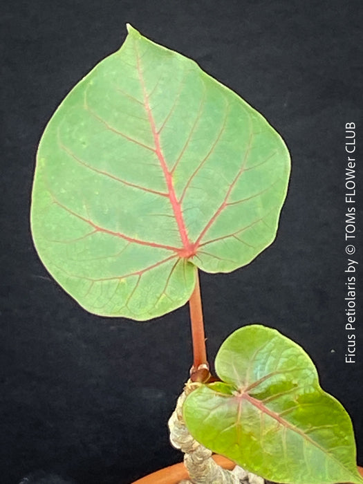 Heart formed leaf of Ficus Petiolaris, stone fig, caudex, Bonsai tree, organically grown plants for sale at TOMs FLOWer CLUB.