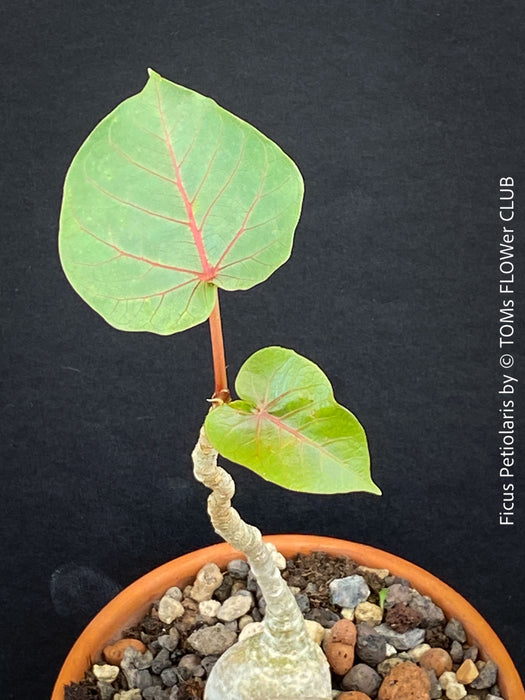 Ficus Petiolaris, stone fig, caudex, Bonsai tree, organically grown plants for sale at TOMs FLOWer CLUB.