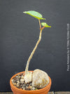 Ficus Petiolaris, stone fig, caudex, Bonsai tree, organically grown plants for sale at TOMs FLOWer CLUB.