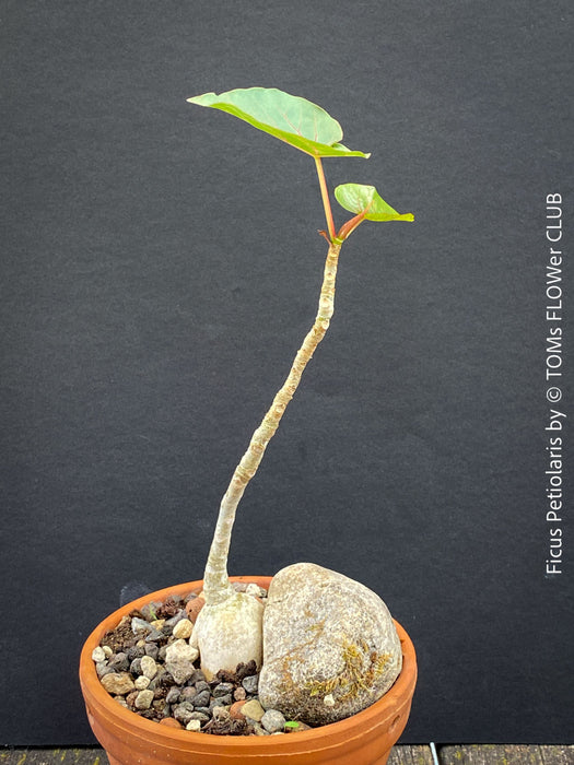 Ficus Petiolaris, stone fig, caudex, Bonsai tree, organically grown plants for sale at TOMs FLOWer CLUB.