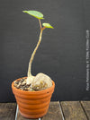 Ficus Petiolaris, stone fig, caudex, Bonsai tree, organically grown plants for sale at TOMs FLOWer CLUB.