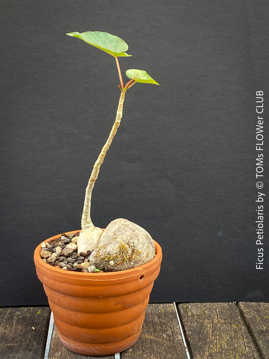 Ficus Petiolaris, stone fig, caudex, Bonsai tree, organically grown plants for sale at TOMs FLOWer CLUB.