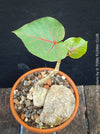 Ficus Petiolaris, stone fig, caudex, Bonsai tree, organically grown plants for sale at TOMs FLOWer CLUB.