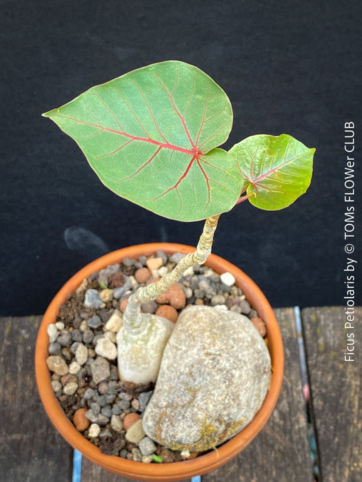 Ficus Petiolaris, stone fig, caudex, Bonsai tree, organically grown plants for sale at TOMs FLOWer CLUB.