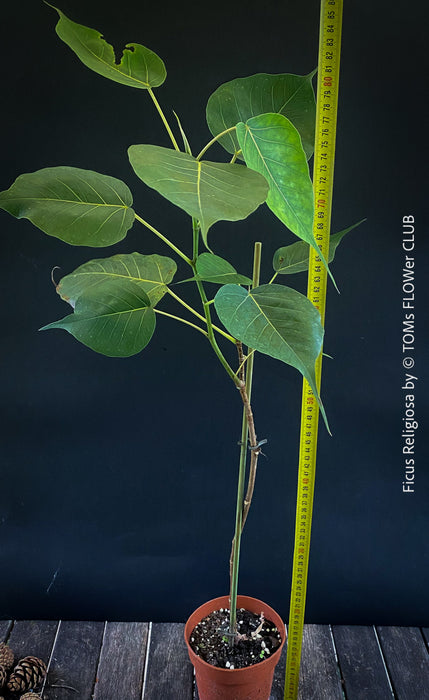 Ficus Religiosa, organically grown plants for sale at TOMs FLOWer CLUB.