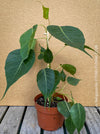 Ficus Religiosa, organically grown plants for sale at TOMs FLOWer CLUB.