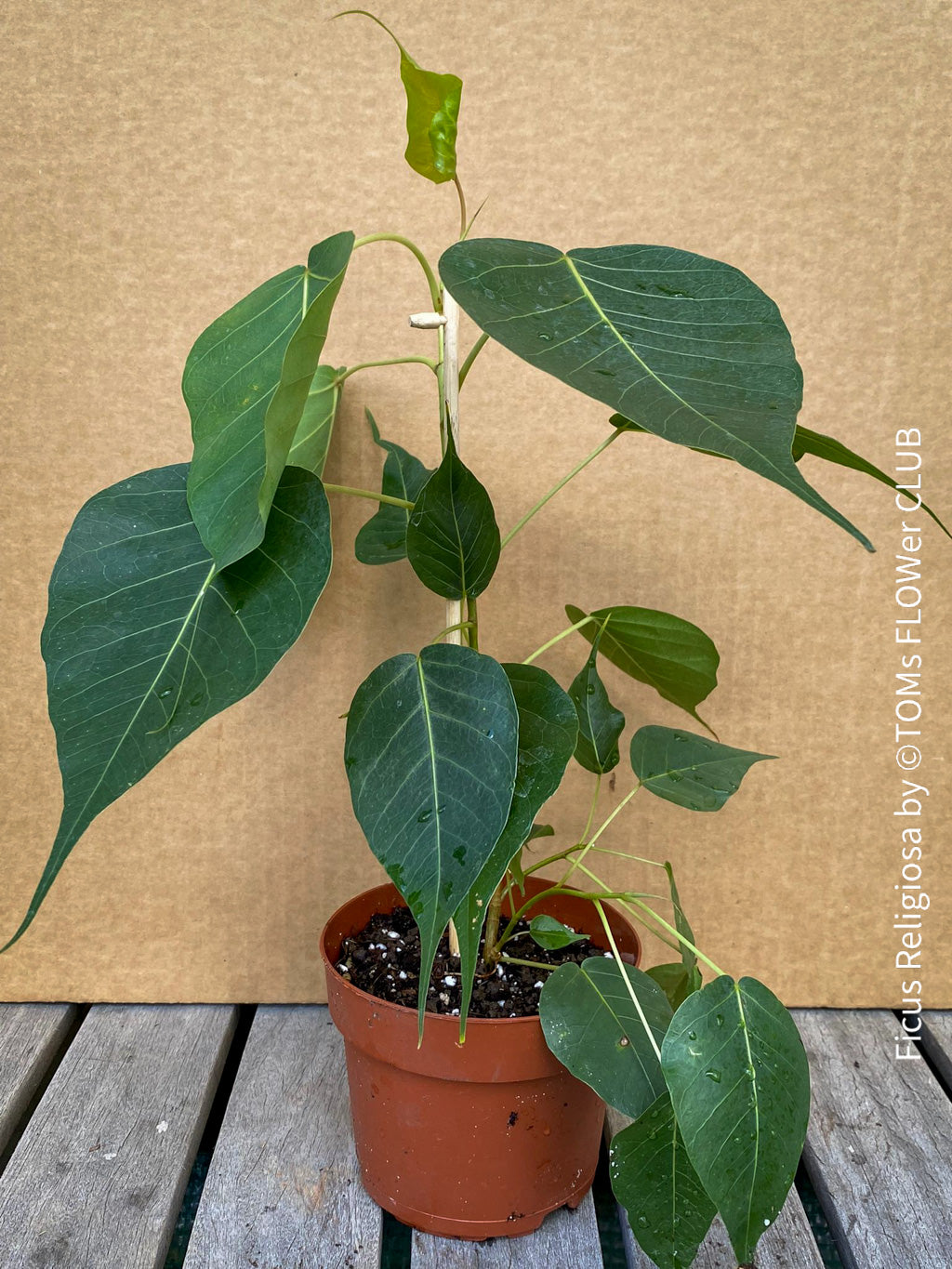 Ficus Religiosa | organically grown tropical plants | TOMs FLOWer 