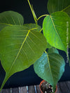 Ficus Religiosa, organically grown plants for sale at TOMs FLOWer CLUB.