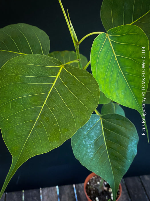 Ficus Religiosa, organically grown plants for sale at TOMs FLOWer CLUB.