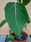 Ficus Religiosa, organically grown plants for sale at TOMs FLOWer CLUB.