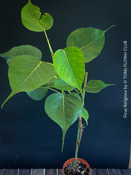 Ficus Religiosa, organically grown plants for sale at TOMs FLOWer CLUB.