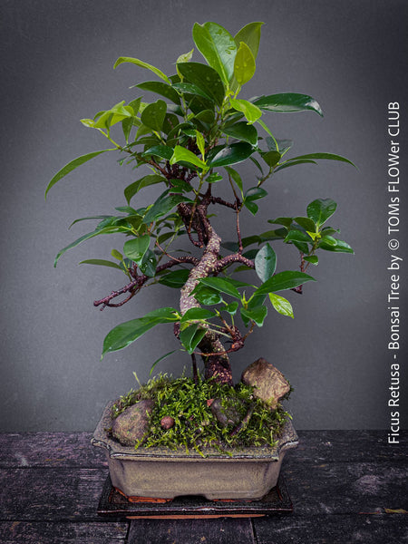Ficus Retusa, Indoor Bonsai, organically grown tropical plants for sale at TOMs FLOWer CLUB.