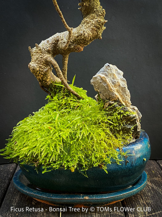 Ficus Retusa, Indoor Bonsai, organically grown tropical plants for sale at TOMs FLOWer CLUB.