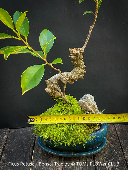 Ficus Retusa, Indoor Bonsai, organically grown tropical plants for sale at TOMs FLOWer CLUB.
